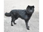 Adopt Woowoo a Black Chow Chow / Mixed dog in Fort Collins, CO (38627877)