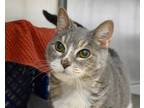 Adopt PATTYCAKE a Gray or Blue Domestic Shorthair / Mixed cat in West Seneca
