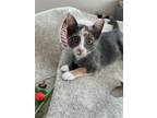 Adopt Tini (bonded w/ Buca) a Calico or Dilute Calico Domestic Shorthair / Mixed