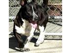 Adopt Rollie a Black Blue Heeler / Welsh Corgi / Mixed dog in Keaau