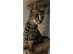 Adopt Willow a Brown Tabby Domestic Shorthair / Mixed cat in Land O Lakes