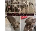 Adopt 2023-07-177 a Shar Pei / Labrador Retriever / Mixed dog in Winder