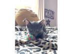 Adopt Bobbi - IN FOSTER a All Black Domestic Shorthair / Domestic Shorthair /