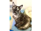 Adopt Millie a Domestic Shorthair / Mixed cat in Santa Rosa, CA (38825152)