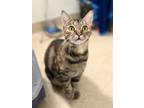 Adopt Cholula a Domestic Shorthair / Mixed cat in Santa Rosa, CA (38837861)