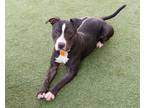 Adopt Pickles a Black American Pit Bull Terrier / Mixed dog in Cleveland