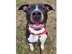 Adopt Misha a American Staffordshire Terrier / Mixed dog in Grand Rapids