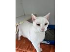 Adopt Buddy Boy a White Domestic Shorthair / Mixed (short coat) cat in Sarasota
