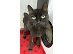 Adopt Gary a All Black Domestic Mediumhair / Mixed cat in Roseville