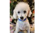 Adopt Rocky a Bichon Frise / Mixed dog in Pueblo, CO (38316285)