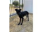 Adopt Tina a Black Labrador Retriever / Mixed dog in Lancaster, TX (38906407)