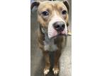 Adopt Smokey a Tan/Yellow/Fawn American Pit Bull Terrier / Mixed dog in