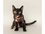 Adopt Dorothy a Domestic Mediumhair / Mixed cat in Wyandotte, MI (38818565)