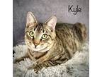 Adopt Kyle a Gray, Blue or Silver Tabby Domestic Shorthair / Mixed (short coat)
