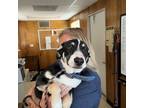 Adopt Luna a German Shepherd Dog / Mixed dog in Tehachapi, CA (38751911)