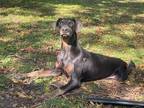Adopt Rocky - OS a Doberman Pinscher / Mixed dog in Southlake, TX (38879920)