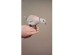 Adopt Loofah a Dove bird in San Francisco, CA (38887951)