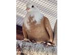 Adopt Lily w/ Kazoo a Pigeon bird in San Francisco, CA (38898951)