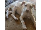 Adopt Fabio - PRECIOUS puppy! $100 a Tan/Yellow/Fawn Labrador Retriever / Cattle