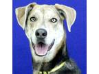 Adopt Zeus a German Shepherd Dog / Catahoula Leopard Dog / Mixed dog in Fort