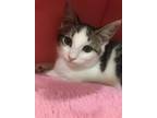 Adopt Sandy a Gray, Blue or Silver Tabby Domestic Shorthair (short coat) cat in