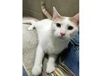 Adopt Pepe a Domestic Shorthair / Mixed cat in Versailles, KY (38903702)