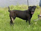 Adopt Kiddo a Black Labrador Retriever / Mixed dog in Glenwood, GA (38900068)