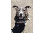 Adopt Ice a Pit Bull Terrier / Mixed dog in Napa, CA (38866905)