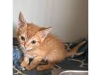 Adopt OC a Orange or Red Domestic Shorthair / Mixed cat in Yucaipa