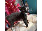 Adopt Ogden a All Black Domestic Shorthair / Mixed cat in Yucaipa, CA (38910978)