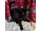 Adopt Othello a All Black Domestic Shorthair / Mixed cat in Yucaipa
