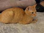 Adopt Ginger Snap a Orange or Red Domestic Mediumhair / Mixed cat in Spring