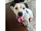 Adopt Sierra a White Mixed Breed (Large) / Mixed dog in Kansas City