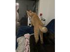 Adopt Gouda a Orange or Red Tabby American Bobtail (short coat) cat in Dallas