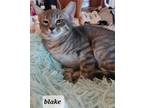 Adopt Blake a Gray or Blue Domestic Shorthair / Mixed (short coat) cat in