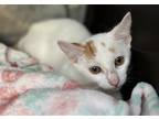Adopt Twizzler a White (Mostly) Domestic Shorthair / Mixed (short coat) cat in