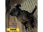 Adopt Thor (Courtesy Post) - Adoption Pending a German Shepherd Dog / Labrador