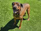 Adopt BUDDY a Rottweiler / Mixed dog in Tustin, CA (38847051)