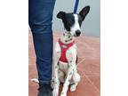 Adopt Vaco a Border Collie / Xoloitzcuintle/Mexican Hairless / Mixed dog in