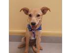 Adopt Morita a Rat Terrier / Jack Russell Terrier / Mixed dog in Seattle