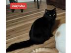 Adopt Daisy Mae a Domestic Medium Hair