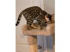 Adopt Ted a Spotted Tabby/Leopard Spotted Bengal / Mixed (short coat) cat in