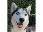 Adopt Momma Husky a Siberian Husky / Mixed dog in San Diego, CA (38895831)