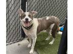Adopt Spartan a Siberian Husky / Mixed dog in San Diego, CA (38724456)