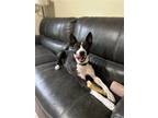 Adopt Mandy Moore a Black - with White Australian Kelpie / American