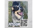 Adopt Possum a Black Blue Heeler / Mixed dog in Dickinson, TX (38870299)
