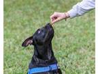 Adopt Zorro a Black Mixed Breed (Medium) / Mixed dog in Gainesville