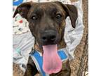 Adopt Pickle a Brown/Chocolate Dachshund / Mixed Breed (Medium) / Mixed dog in