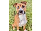 Adopt Kipper a Brown/Chocolate Boxer / Terrier (Unknown Type