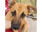 Adopt Sandy a Brown/Chocolate Mixed Breed (Medium) / Mixed dog in Las Cruces